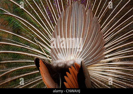 Peacock viewed from behind Stock Photo