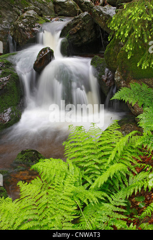 broad buckler-fern (Dryopteris dilatata), Mountain Stream Hoellbach, Germany, Bavaria, Bavarian Forest National Park Stock Photo