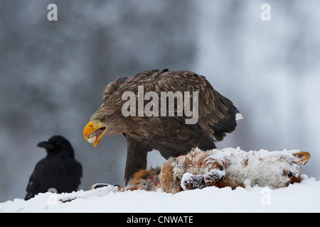 white-tailed sea eagle (Haliaeetus albicilla), feeding on dead red fox, raven sitting in the background, waiting, Norway, Namdal, Troendelag, Flatanger, Lauvsnes Stock Photo