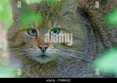 wild cat (Felis silvestris), portrait, Germany, Bavaria, Bavarian Forest National Park Stock Photo