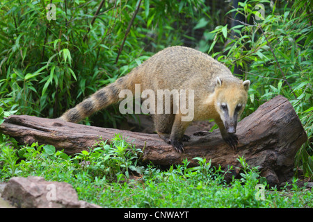 coatimundi, common coati, brown-nosed coati (Nasua nasua), climbing on a log Stock Photo