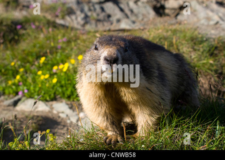 alpine marmot (Marmota marmota), standing in a mountain flower meadow, Austria, Hohe Tauern National Park, Grossglockner