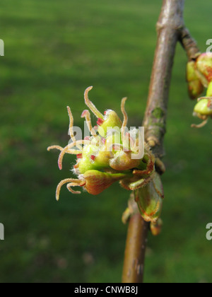 silver maple, white maple, bird's eye maple (Acer saccharinum), blooming Stock Photo