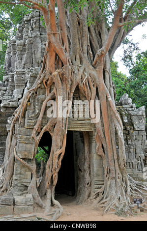 fig (Ficus altissima), tree growing on a ruin in Ta Som, Cambodia, Angkor Wat Stock Photo