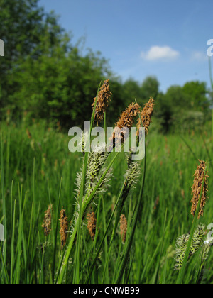 common sedge (Carex nigra), blooming in a marsh meadow, Germany, North Rhine-Westphalia Stock Photo
