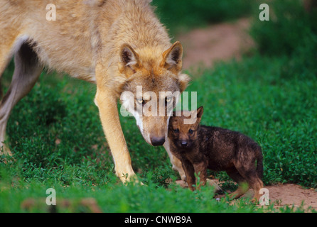 European gray wolf (Canis lupus lupus), with pup Stock Photo