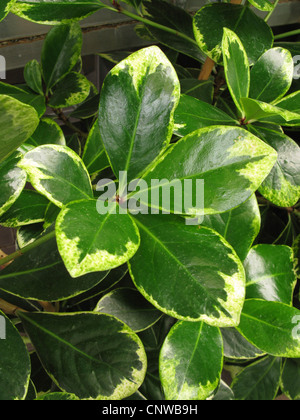 karaka nut, New Zealand Laurel (Corynocarpus laevigatus), leaves Stock ...