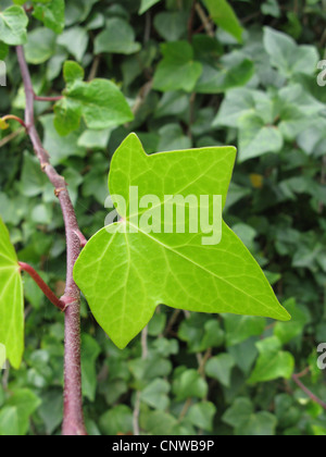 Canarian ivy (Hedera canariensis, Hedera helix ssp. canariensis), leaf, Canary Islands, Tenerife Stock Photo