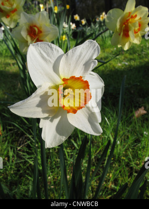 daffodil (Narcissus Flower Record, Narcissus 'Flower Record'), large-cupped daffodil, cultivar Flower Record Stock Photo