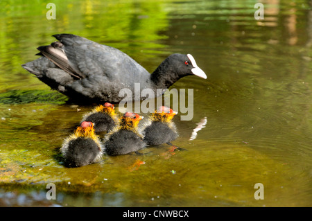 black coot (Fulica atra), adult with four chicks, Germany Stock Photo