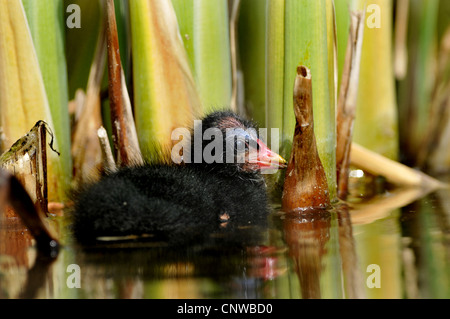 moorhen (Gallinula chloropus), chick in reed bed, Germany Stock Photo