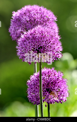 giant Persian allium (Allium aflatunense), ornamental allium, Germany Stock Photo