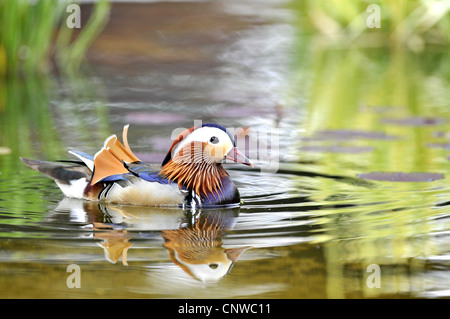 mandarin duck (Aix galericulata), male in on water, Germany Stock Photo