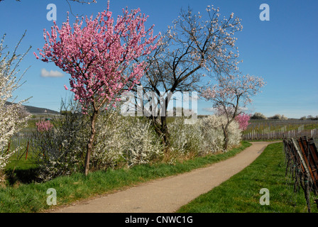 blooming trees an hedges in South Palatine in spring, Germany, Rhineland-Palatinate, Palatinate, German Wine Route Stock Photo