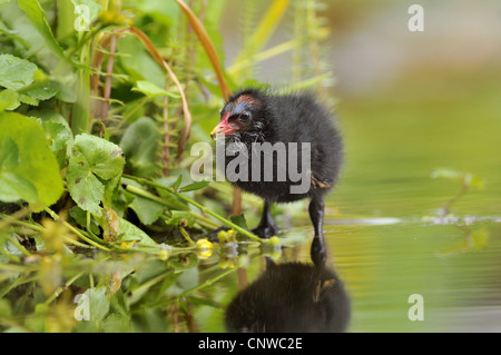 moorhen (Gallinula chloropus), chick at waterside searching for food, Germany Stock Photo