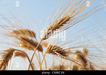 barley (Hordeum vulgare), barley ears with morning dew, Germany Stock Photo