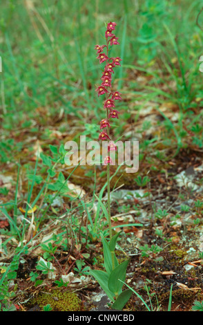 dark-red helleborine, royal helleborine (Epipactis atrorubens), blooming individual Stock Photo