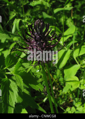 black rampion (Phyteuma nigrum), blooming, Germany, North Rhine-Westphalia Stock Photo