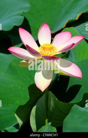 East Indian lotus (Nelumbo nucifera), flower Stock Photo