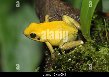 golden poison frog (Phyllobates terribilis), sitting on a branch Stock Photo