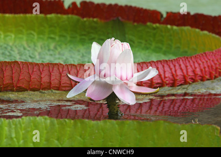 giant water lily, Amazon water lily (Victoria amazonica, Victoria regia), blooming Stock Photo