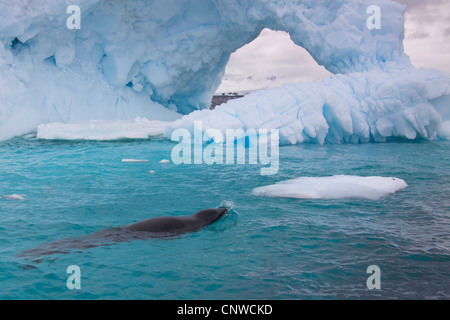 leopard seal (Hydrurga leptonyx), in blue water of South Ocean, Antarctica Stock Photo