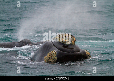 southern right whale (Eubalaena australis, Balaena glacialis australis), in the water, Argentina Stock Photo