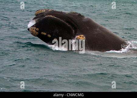 southern right whale (Eubalaena australis, Balaena glacialis australis), in the sea, Argentina Stock Photo