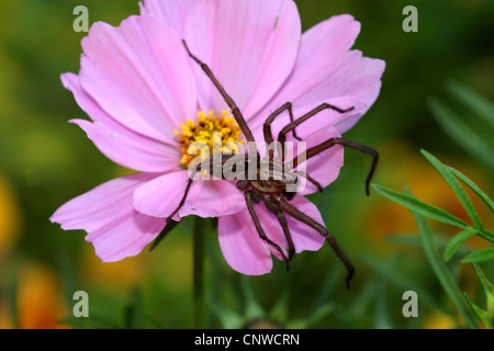 giant European house spider, giant house spider, larger house spider, cobweb spider (Tegenaria gigantea, Tegenaria atrica), sitting on a flower