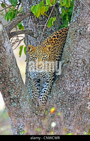 leopard (Panthera pardus), sitting in a tree, Kenya, Masai Mara National Park Stock Photo