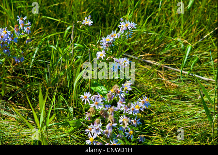 Sea aster (Aster tripolium), blooming in a salt meadow, Germany, Lower Saxony Stock Photo