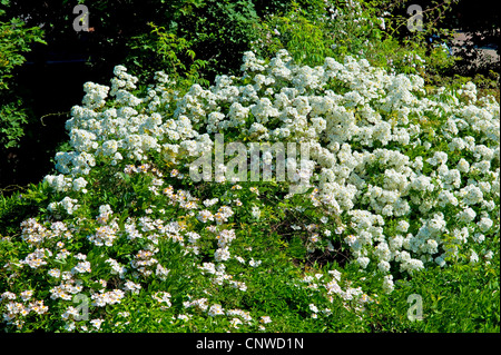 ornamental rose (Rosa Rambling Rector), blooming Stock Photo