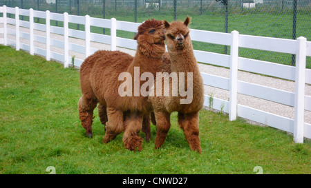 alpaca (Lama pacos), pair standing on a paddock, caressing Stock Photo