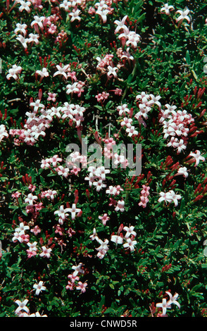 Stinking Madder (Putoria calabrica), blooming Stock Photo