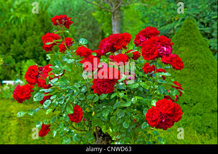 ornamental rose (Rosa Sympathie), cultivar Sympathie Stock Photo