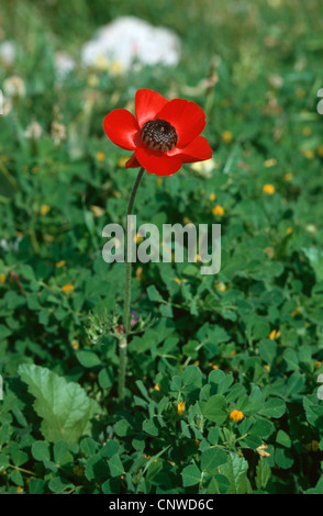 Persian Buttercup, Turban Ranunculus, Turban buttercup (Ranunculus asiaticus, Ranunculus hortensis), wild form Stock Photo