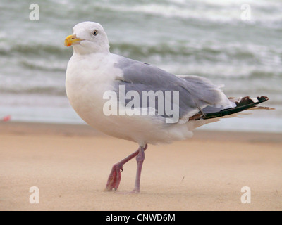 herring gull (Larus argentatus), walking on sand of sea shore Stock Photo