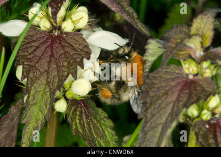 carder bee, common carder bee (Bombus pascuorum, Bombus agrorum), sucking at white deadnettle, Lamium album Stock Photo