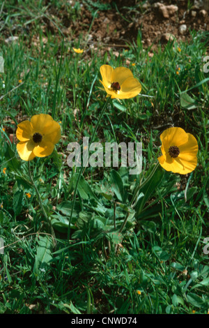 Persian Buttercup, Turban Ranunculus, Turban buttercup (Ranunculus asiaticus, Ranunculus hortensis), wild form Stock Photo