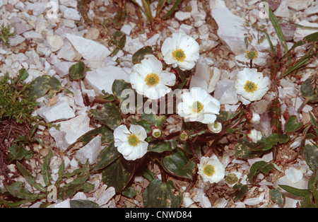 Parnassus-leaved Buttercup, Evil grass gra (Ranunculus parnassifolius), blooming, Germany Stock Photo