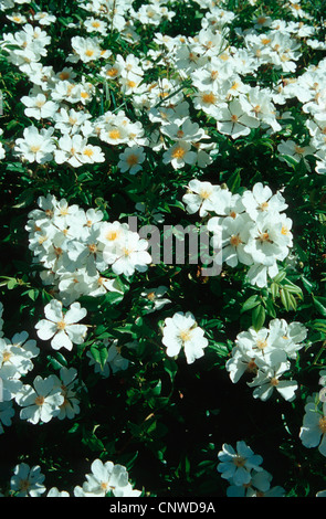 Evergreen rose (Rosa sempervirens), blooming Stock Photo