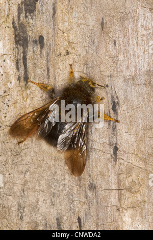 tree bumblebee (Bombus hypnorum, Pyrobombus hypnorum), sitting at a tree stem, Germany Stock Photo