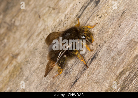 tree bumblebee (Bombus hypnorum, Pyrobombus hypnorum), sitting at a tree stem, Germany Stock Photo