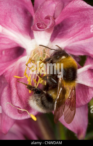 small garden bumble bee (Bombus hortorum, Megabombus hortorum), on Rhododendron, Germany Stock Photo