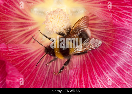 small garden bumble bee (Bombus hortorum, Megabombus hortorum), on hollyhock, Germany Stock Photo