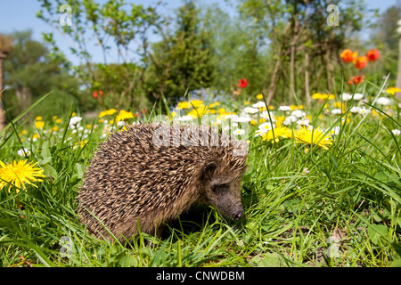Western hedgehog, European hedgehog (Erinaceus europaeus), in a garden in spring with dandelion and common daisy Stock Photo