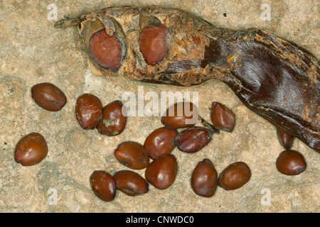carob, carob bean, St. John's bread (Ceratonia siliqua), ripe fruit and seeds, Karat Stock Photo