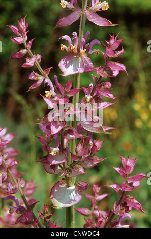 wild clary, vervain sage (Salvia verbenaca), inflorescence Stock Photo