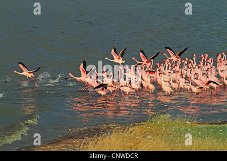 greater flamingo (Phoenicopterus roseus, Phoenicopterus ruber roseus), masses in Lake Bogoria, Kenya, Lake Bogoria Stock Photo