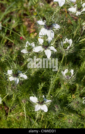 devil-in-the-bush, love-in-a-mist (Nigella damascena), blooming Stock Photo